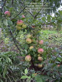 Урожай Брянских яблок