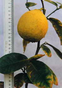 Плод Лимона Ташкентского